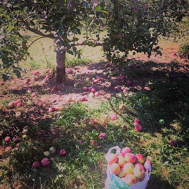 apple picking, apples, fall, new england, connecticut, orchard, apple , central connecticut