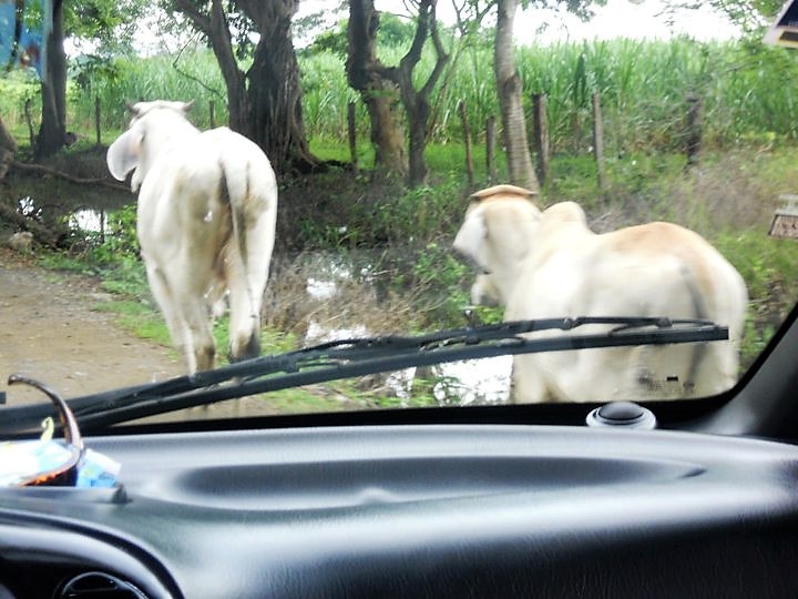 cattle, costa rica, driving, road, wildlife