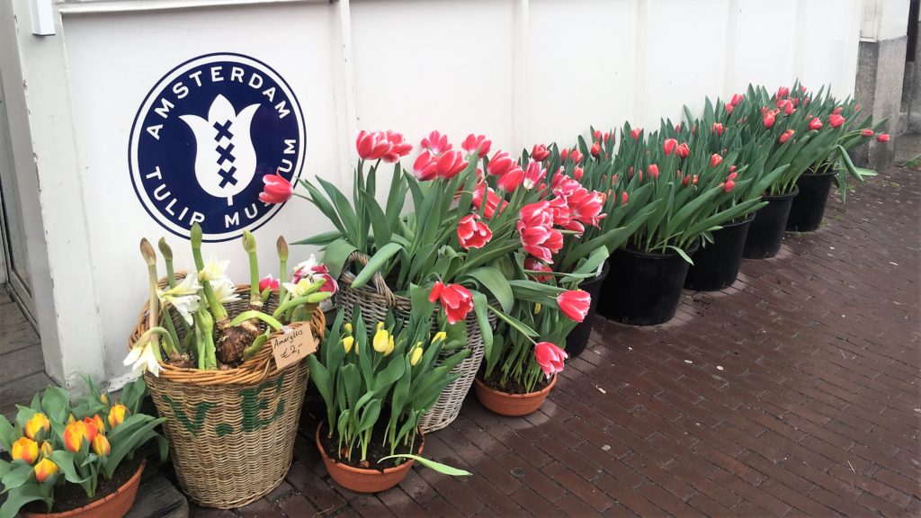 amsterdam; netherlands; holland; top 20; tulip museum